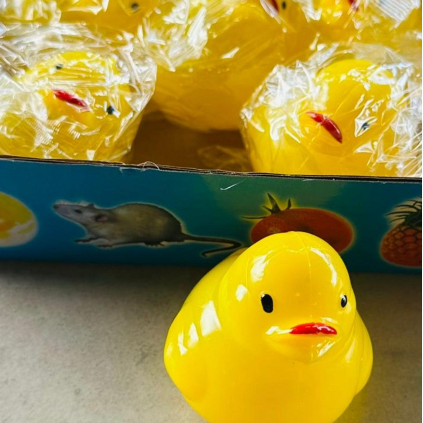 סקווישי אפרוח מים